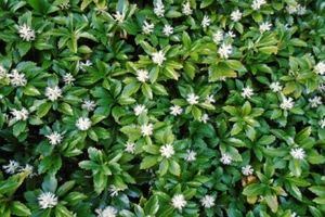 Live PACHYSANDRA Terminalis Plant / JAPANESE SPURGE - [Bare Roots] - Picture 1 of 7