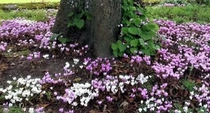 Hardy Cyclamen hederifolium, perennial, foliage, ground cover. - Picture 1 of 8
