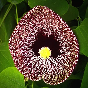 Aristolochia elegans, Holländerpfeife - 10 Samen - Bild 1 von 5