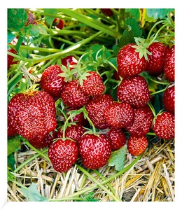 Erdbeere "Hummi® Aroma-Auslese",3 Pflanzen - Bild 1 von 4