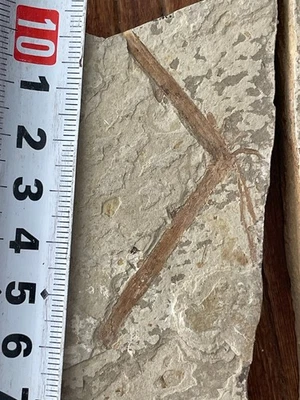 ¡Un par de exquisitos fósiles de insectos del período Daohugou Jurásico! 0823 Foto 1 de 4