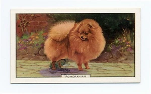 POMERANIA 1938 PERROS SEGUNDA SERIE PERRO TARJETA DE CIGARRILLO #4 - Imagen 1 de 2