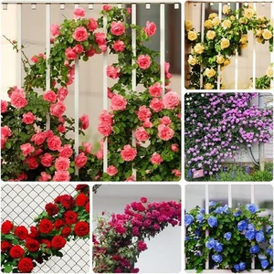 600+ Mix Climbing Rose Seeds for Planting Outdoors Heirloom Roses Bushes - Picture 1 of 6