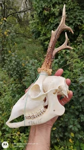 Complete Roe Deer Roebuck Deer Skull Jaws Antlers Home Decor Anatomy Taxidermy - Picture 1 of 9