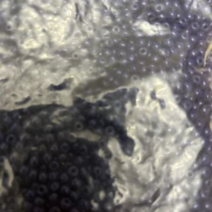 5/0 royal dark blue Czech glass seed beads-1/2kilo (#265) - Picture 1 of 6