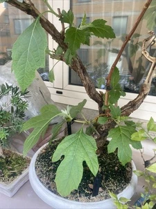 Bonsai Ortensia - Foto 1 di 4