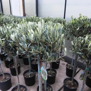 Olivenbaum ca. 100 - 120 cm Olea Olive winterhart immergrün Oliven - Bild 1 von 3