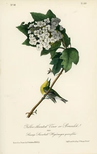 Audubon Garganta Amarilla Vireo Pl 238 Aves Of America 1a Edición Royal Octavo - Imagen 1 de 2