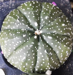 Astrophytum asterias, Hanazono Parents , flowering size . - Picture 1 of 1