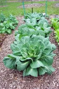 COLLARD GREENS SEED, VATES, HEIRLOOM,  NON GMO, 50+ SEEDS, COLLARD GREEN - Picture 1 of 1