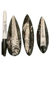 Bulk Sale 3 Polished Cephalopod Fossil deal - Ancient Nautiloid Cephalopod Gift - Picture 1 of 13