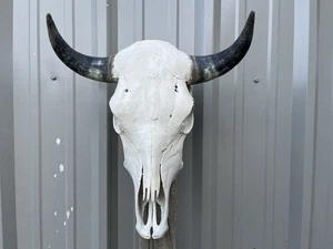 STEER SKULL 16 1/4 Inch WIDE Horns BULL HORN MOUNTED COW HEAD - Picture 1 of 3