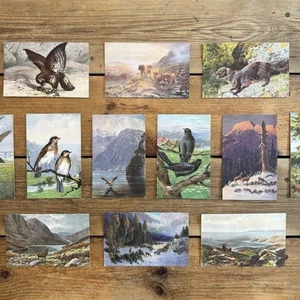 Vintage Postkarten Vögel Tiere farbig 12 Stück - Bild 1 von 8