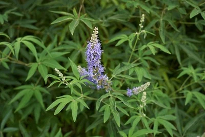 Vitex Chaste tree - Live Plants - Lilac Chasteberry - Image 1 of 4