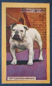 ENGLISH BULLDOG Club Champion Vintage 1920's Illustrated Card EE18M - Picture 1 of 2