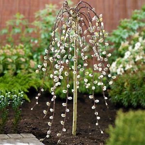 Salix Caprea Pendula 'Kilmarnock' Tree | Weeping Willow Trees for Small Gardens - Picture 1 of 25