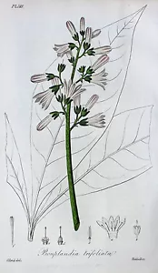 Bonplandia Trifoliata Angostura Venezuela Bitter Getränk Blüte Blatt Botanik - Bild 1 von 1
