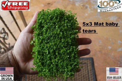 5x3 mat dwarf baby tears carpet wall Easy Aquarium aquascaping planted tank