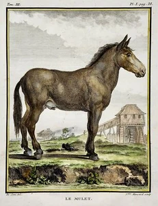 1766 De Seve; MULE Donkey large QUARTO edition hand colored engraving Mammal - Picture 1 of 2