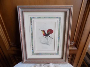 Vintage Ruby Crested West Indian Hummingbird Lizars Plate 11 Framed Print - Picture 1 of 7