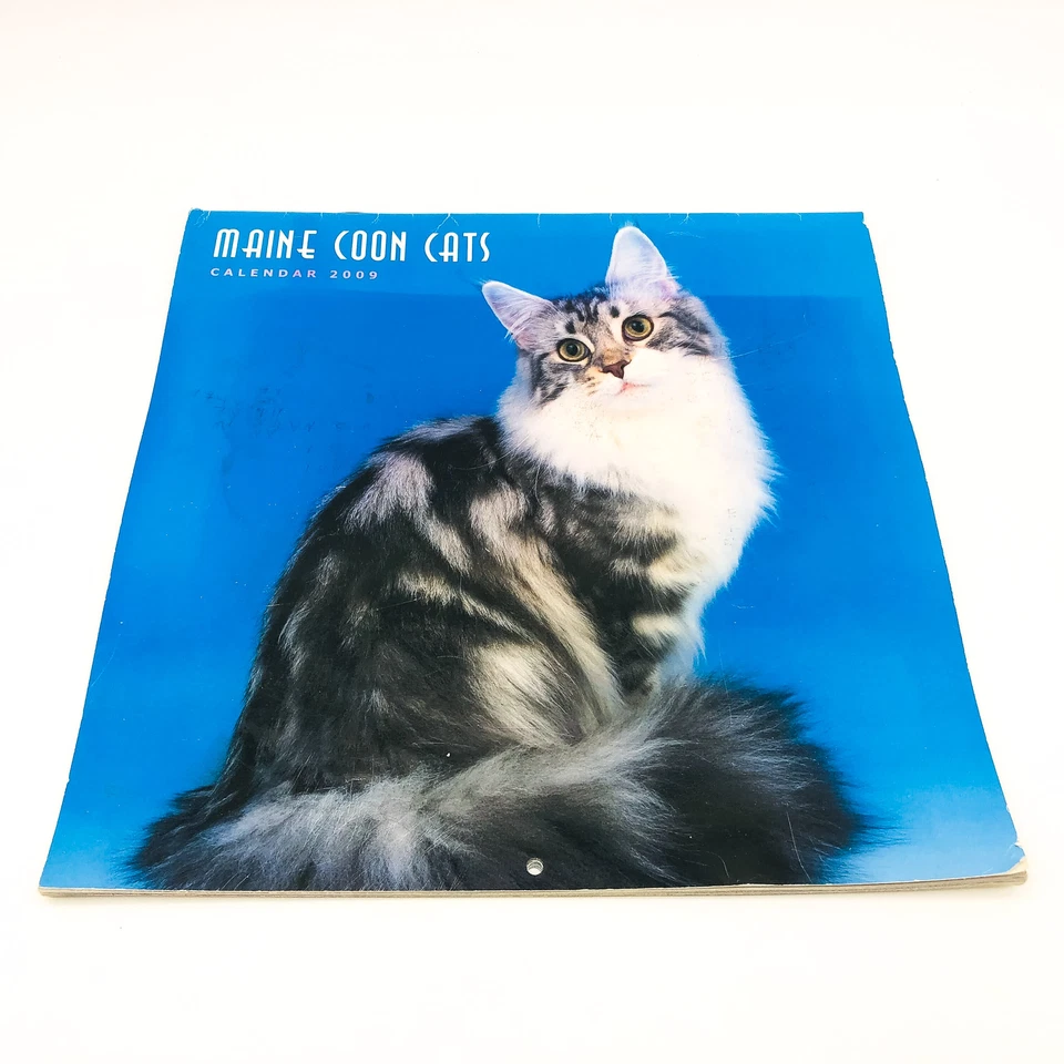 Maine Coon Cats Calendar 2009 Feline Animals Pets Rolf Kopfle Adriano Bacchella - Image 1 of 4