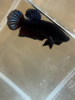 Plakat Fighter Male - Image 1 of 4