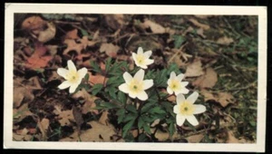 Tobacco Card, Grandee, BRITAINS WILD FLOWERS, 1986, Wood Anemone, #2 - Picture 1 of 2