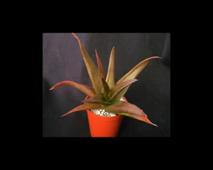 x Alworthia 'Schwarzes Juwel' | Hybrid | Surreale Sukkulenten - Bild 1 von 3