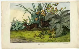 1860 Instructive Picture Book HC LITHOGRAPH thibetian musk deer - Picture 1 of 3