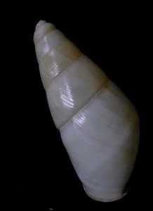 Caracol de campana Helicostyla carinata 48 mm gema - Imagen 1 de 3