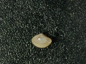 YOLDIELLA PHILIPPIANA UNCOMMON - Picture 1 of 2