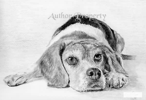 BEAGLE DOG Original Graphite Pencil Drawing 9.5" x 13" - Picture 1 of 2