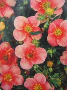 Fingerstrauch Pretty Polly - Potentilla fruticosa Pretty Polly - 30-40 cm - Bild 1 von 1