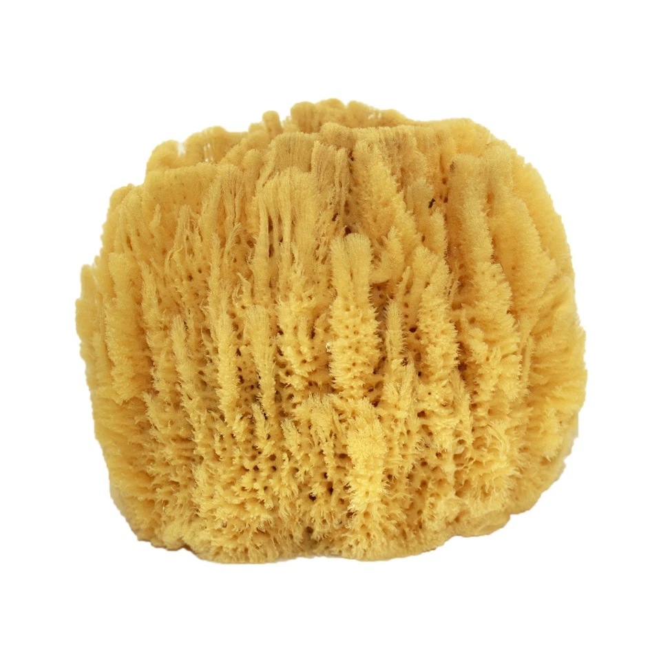 1 pieza esponja de mar de 7-8 pulgadas, carcasa de EE. UU., natural, baño, ducha, cuerpo, grande Foto 1 de 1