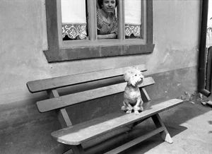 sweet dog w elegant woman, vintage fine art negative, 1930's - Picture 1 of 3