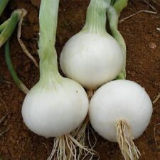 Onion Seeds 300 White Sweet Spanish Mild Vegetable Garden NON-GMO FREE SHIPPING