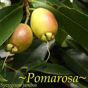 ~POMA ROSA~ SACRED FRUIT TREE Syzygium Jambos ROSE APPLE Large Potd 3-4’ Plant - Picture 1 of 12