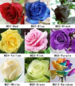 100 Rose Seeds Fresh Colorful China Rare Rose Seed Garden Flower - Picture 1 of 13