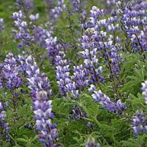 ARROYO LUPINE 500 SEEDS  BEAUTIFUL PURPLE FLOWERS - Picture 1 of 1