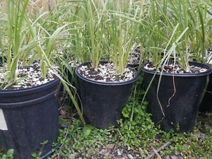 Cortaderia Pampas selloana Grass Live Plant Gallon pot ~ Plume FREE FAST SHIP! - Picture 1 of 2