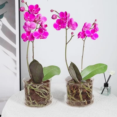 2Pcs Orchid Pots with Holes and Tray, Transparent Glass Planter for Orchids w... - Image 1 of 4