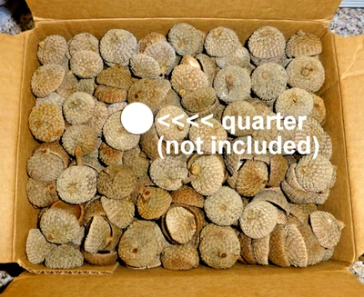 5 lb (660) Roble Blanco 1" GRANDES TAPAS BELLOTA Natural Sombreros Artesanía Decoración Otoño Foto 1 de 4