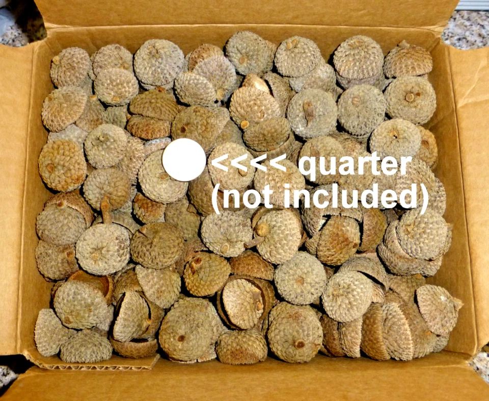 5 lb (660) Roble Blanco 1" GRANDES TAPAS BELLOTA Natural Sombreros Artesanía Decoración Otoño Foto 1 de 4
