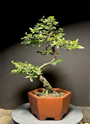 Bonsai Tree Cork Bark Chinese Elm From Root Cutting 13” tall Quality Chinese Pot - Image 1 of 4