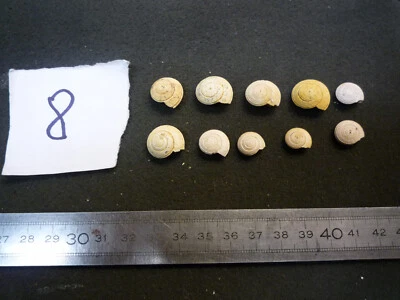 104.09 B - SOLARIUM PLICATULUM - LOT N°08 X 10 - FOSSILE DU BASSIN PARISIEN - Photo 1/2