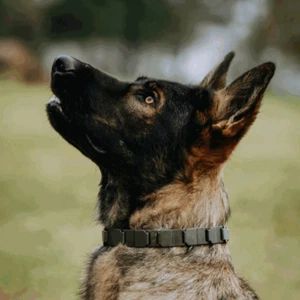 1 NECK-TECH Sport Halsband Edelstahl schwarz 48cm #50050 (Hundesport HS Sprenger - Bild 1 von 5