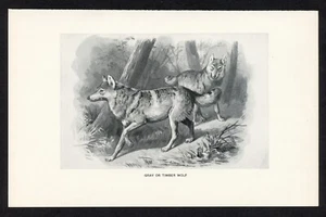 GRAY TIMBER WOLF, American game animal illustration, 1898 hunting print - Picture 1 of 3