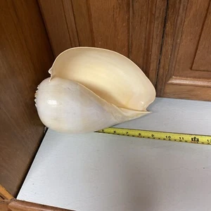 Natural Conch Shell Large Yellow Sea Snail Aquarium Decoration Ornaments 23.5 CM - Picture 1 of 8