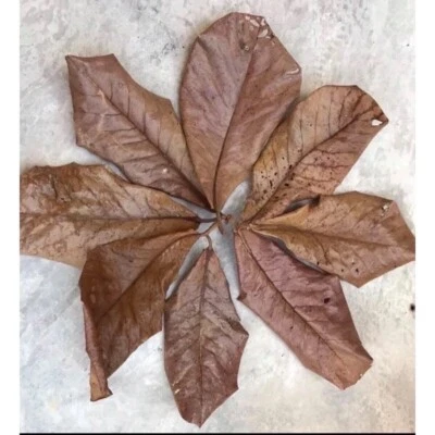 10 Pcs Catappa Indian Almond Leaves for betta fish aquarium care - Image 1 of 4