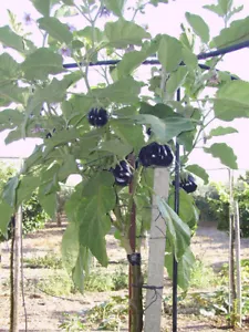200 semi di SOLANUM TORVUM - PIANTA DELLA MELANZANA - semi freschi - Foto 1 di 1